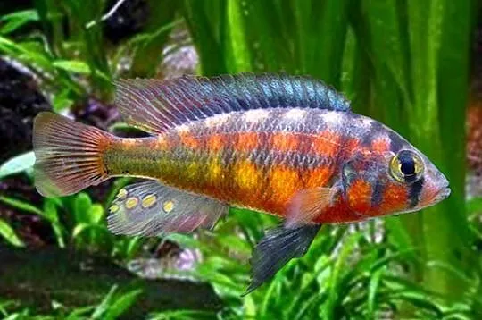 Haplochromis Rock Kribensis - szeroka oferta - WYSYŁKA, Pomorskie, Gdańsk