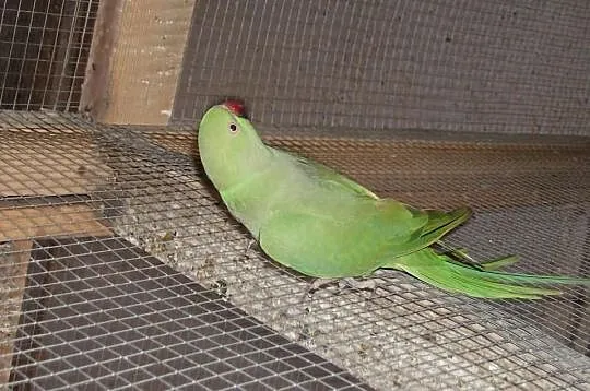 Aleksandretta