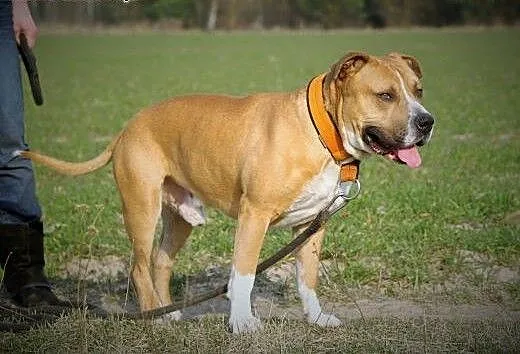 Amstaffy Niczyje, łódzkie Łódź