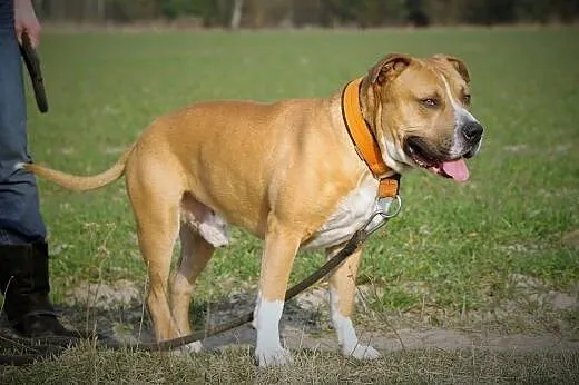 Amstaffy Niczyje,  łódzkie Łódź