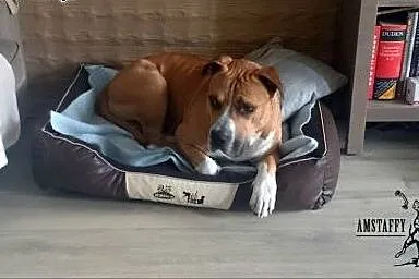 Amstaffy Niczyje,  łódzkie Łódź