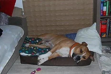 Amstaffy Niczyje,  łódzkie Łódź