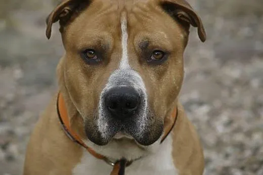 Amstaffy Niczyje,  łódzkie Łódź