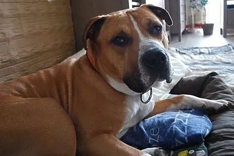 Amstaffy Niczyje,  łódzkie Łódź