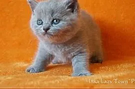 Niebieska kotka brytyjska,  mazowieckie Grójec, Grójec