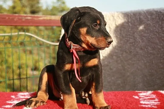 Beauceron - female puppy