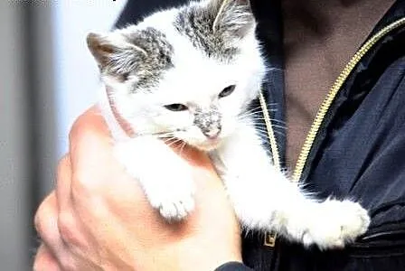 Bubba malutka, milutka kotka kicia 10 tyg. ADOPCJA