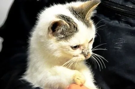 Bubba malutka, milutka kotka kicia 10 tyg. ADOPCJA