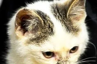 Bubba malutka, milutka kotka kicia 10 tyg. ADOPCJA