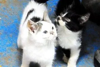 Bubba malutka, milutka kotka kicia 10 tyg. ADOPCJA