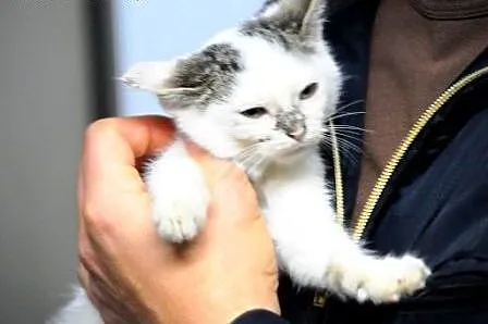 Bubba malutka, milutka kotka kicia 10 tyg. ADOPCJA