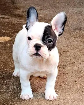 Buldog francuski piękne szczenięta na sprzedaż FCI