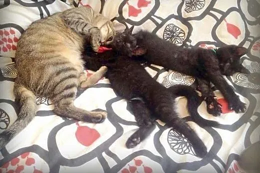 Odyn i Freya, słodkie czarnuchy do adopcji,  mazow