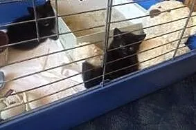 Odyn i Freya, słodkie czarnuchy do adopcji,  mazow