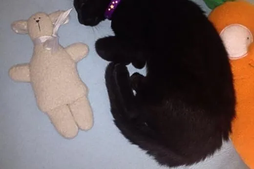 Odyn i Freya, słodkie czarnuchy do adopcji,  mazow