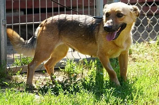 Suczka Fleksi prosi o dom!, , Gorzów Wielkopolski