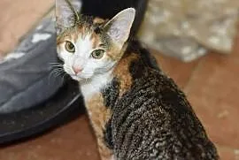 5-miesięczna piękna kotka szuka domu, Głogów