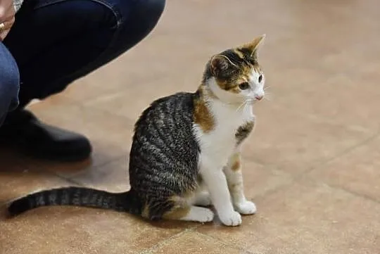 5-miesięczna piękna kotka szuka domu, Głogów