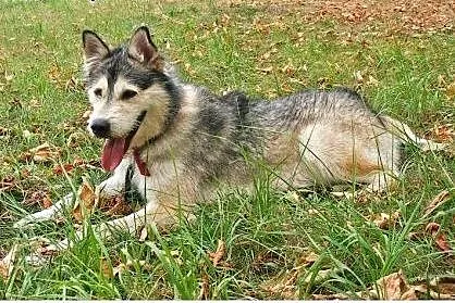 Lemon, młody psiak w typie husky szuka domu,  śląs