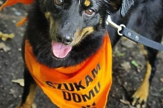 Pufek wspaniały psiak kochający ludzi i długie spa