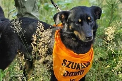 Pufek wspaniały psiak kochający ludzi i długie spa