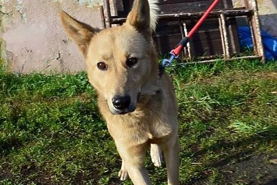 Łagodny, ułożony Kojot poleca się do adopcji!