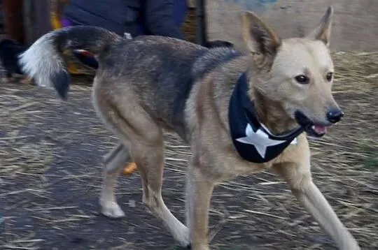 Łagodny, ułożony Kojot poleca się do adopcji!