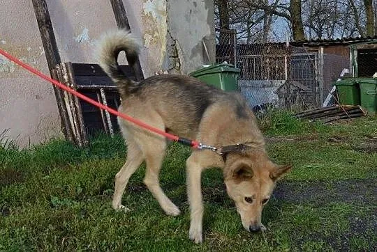 Łagodny, ułożony Kojot poleca się do adopcji!
