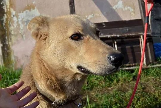 Łagodny, ułożony Kojot poleca się do adopcji!