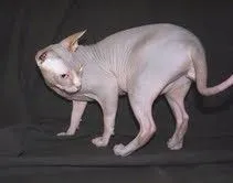 Zdrowe kocięta rasy sfinks (kocur i kotka) szukają nowych domów., Pomorskie, Gdańsk