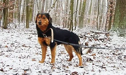 Dolar -do adopcji piesek , łódzkie Łódź