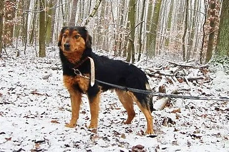Dolar -do adopcji piesek , łódzkie Łódź