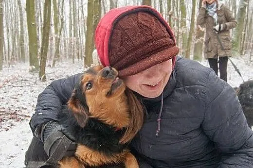 Dolar -do adopcji piesek ,  łódzkie Łódź