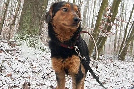 Dolar -do adopcji piesek ,  łódzkie Łódź