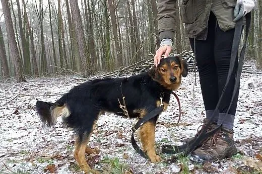 Dolar -do adopcji piesek ,  łódzkie Łódź
