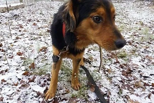Dolar -do adopcji piesek ,  łódzkie Łódź