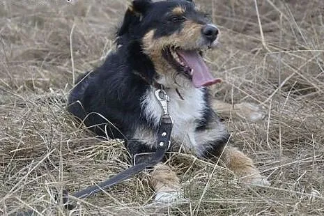 Figiel-przekochany psiak z wesołymi, figlarnymi is