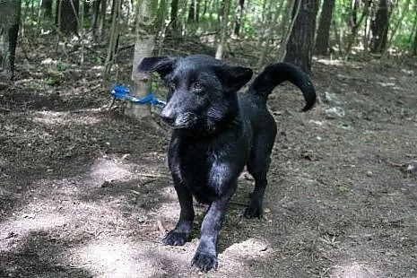 Żwawy Cezar dotrzyma Ci kroku!,  wielkopolskie Poz