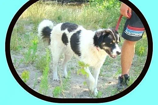 35kg,duży,bardzo kontaktowy,wesoły,pełen pozytywne