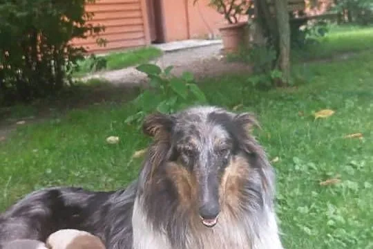 owczarek szkocki ,collie , lassie, Małopolskie, Łużna