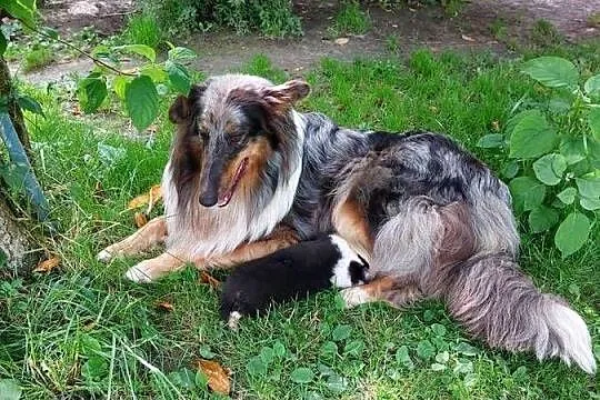 owczarek szkocki ,collie , lassie, Małopolskie, Łużna