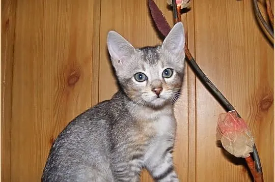 Śliczne kotki Chausie mini pumki w wyjątkowej ceni