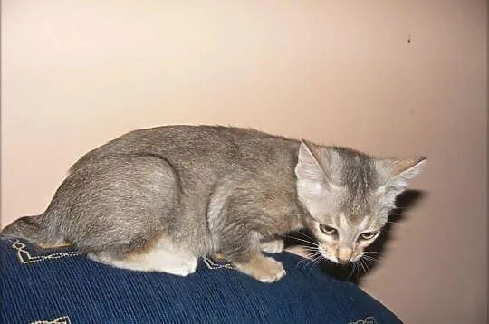 Śliczne kotki Chausie mini pumki w wyjątkowej ceni