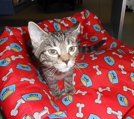 Topcia do adopcji!!!, łódzkie Łódź
