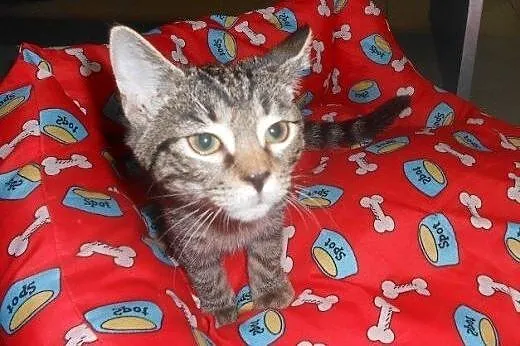 Topcia do adopcji!!!,  łódzkie Łódź