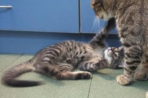 Topcia do adopcji!!!,  łódzkie Łódź
