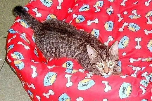 Topcia do adopcji!!!,  łódzkie Łódź