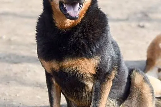 Niezwykła Farida, przyjazna, kochająca ludzi suczk