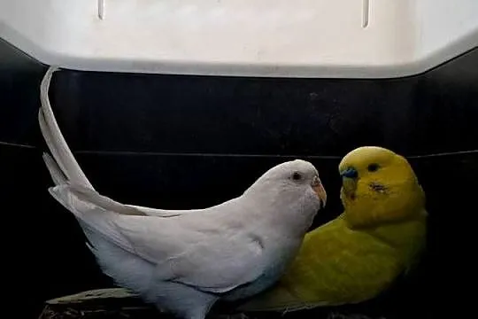 papugi faliste 3 pary jedna para nierożlączka, Wielkopolskie, Skarżyn