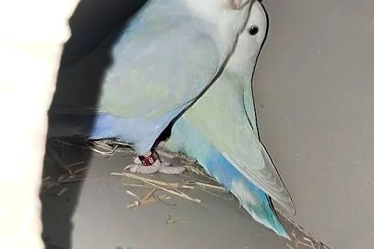 papugi faliste 3 pary jedna para nierożlączka, Wielkopolskie, Skarżyn